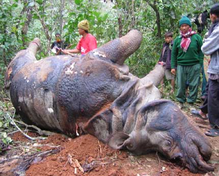 a rhino. murdered in chitwan, nepal