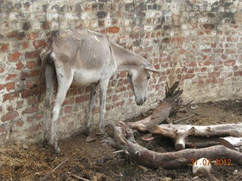 A starved donkey...